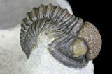Detailed Gerastos Trilobite Fossil - Morocco #145749-3
